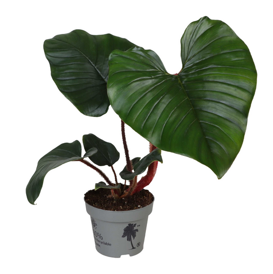 Planta naturala H25cm Philodendron Squamiferum x Serpens PS12/ in pamant