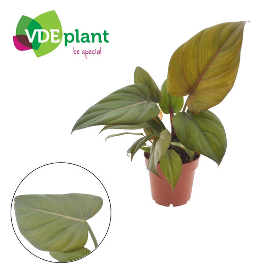 Planta naturala H25cm Philodendron 'Summer Glory' PS12/10cm in pamant