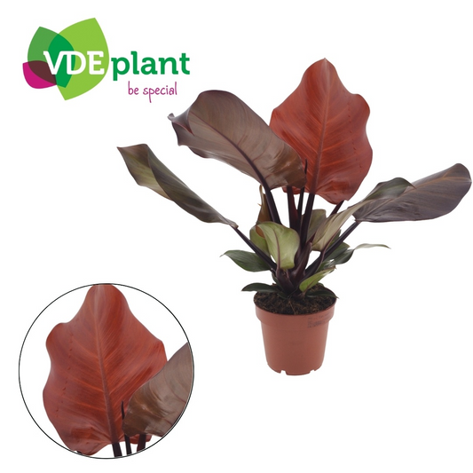 Planta naturala H25cm Philodendron 'Sunlight' PS12/ in pamant
