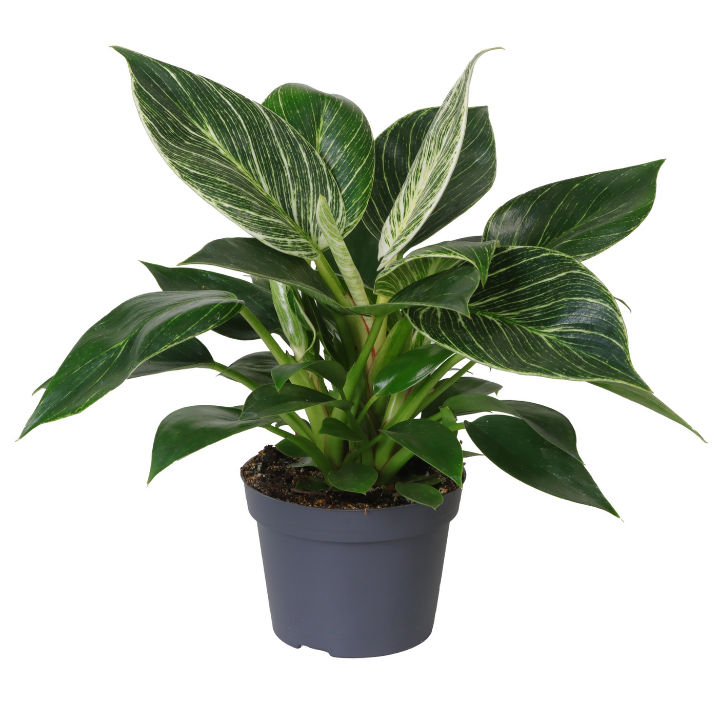 Planta naturala H25cm Philodendron White Measure PS10/ in pamant