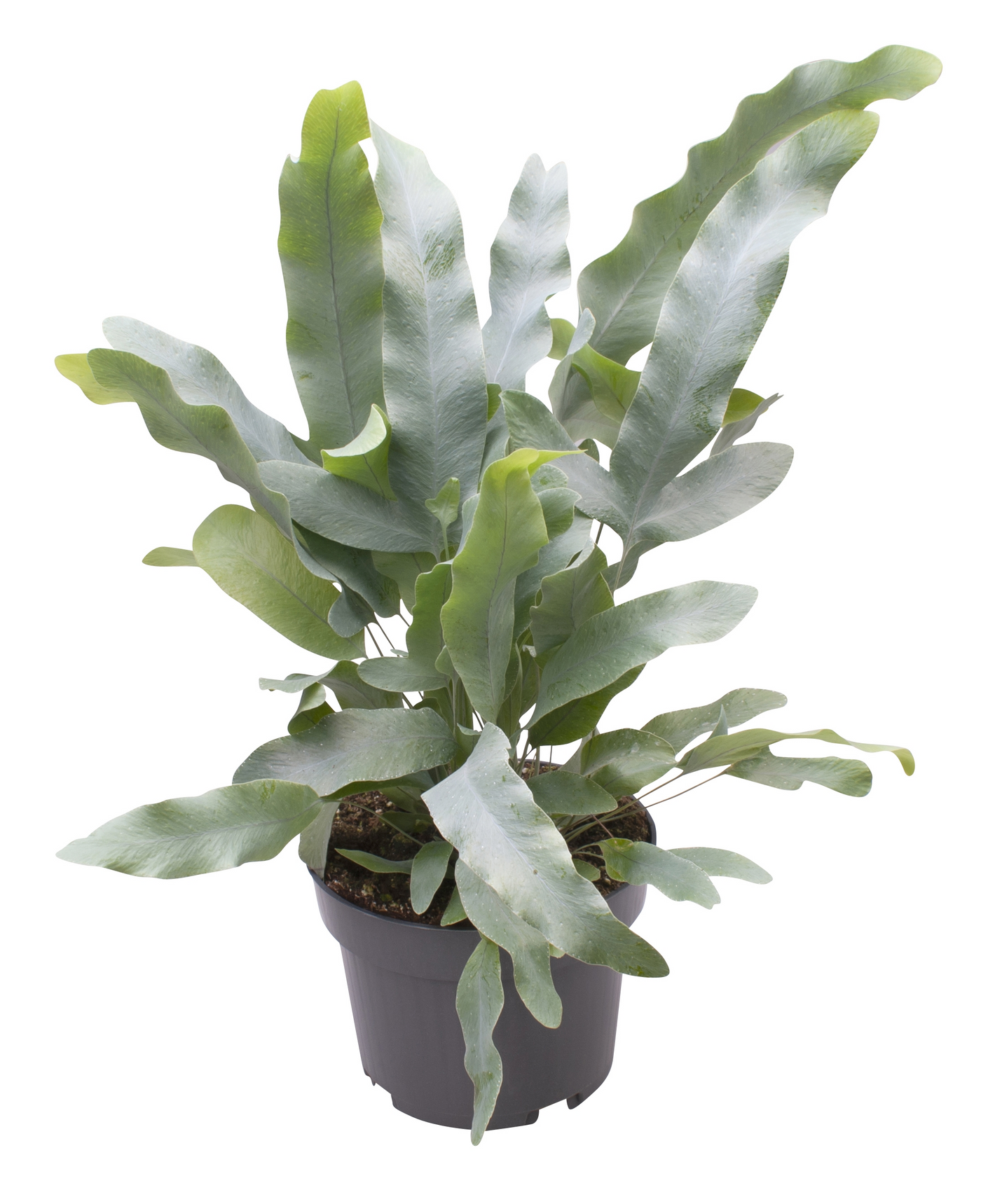 Planta naturala H25cm Phlebodium aureum 'Blue Star' PS12/ in pamant