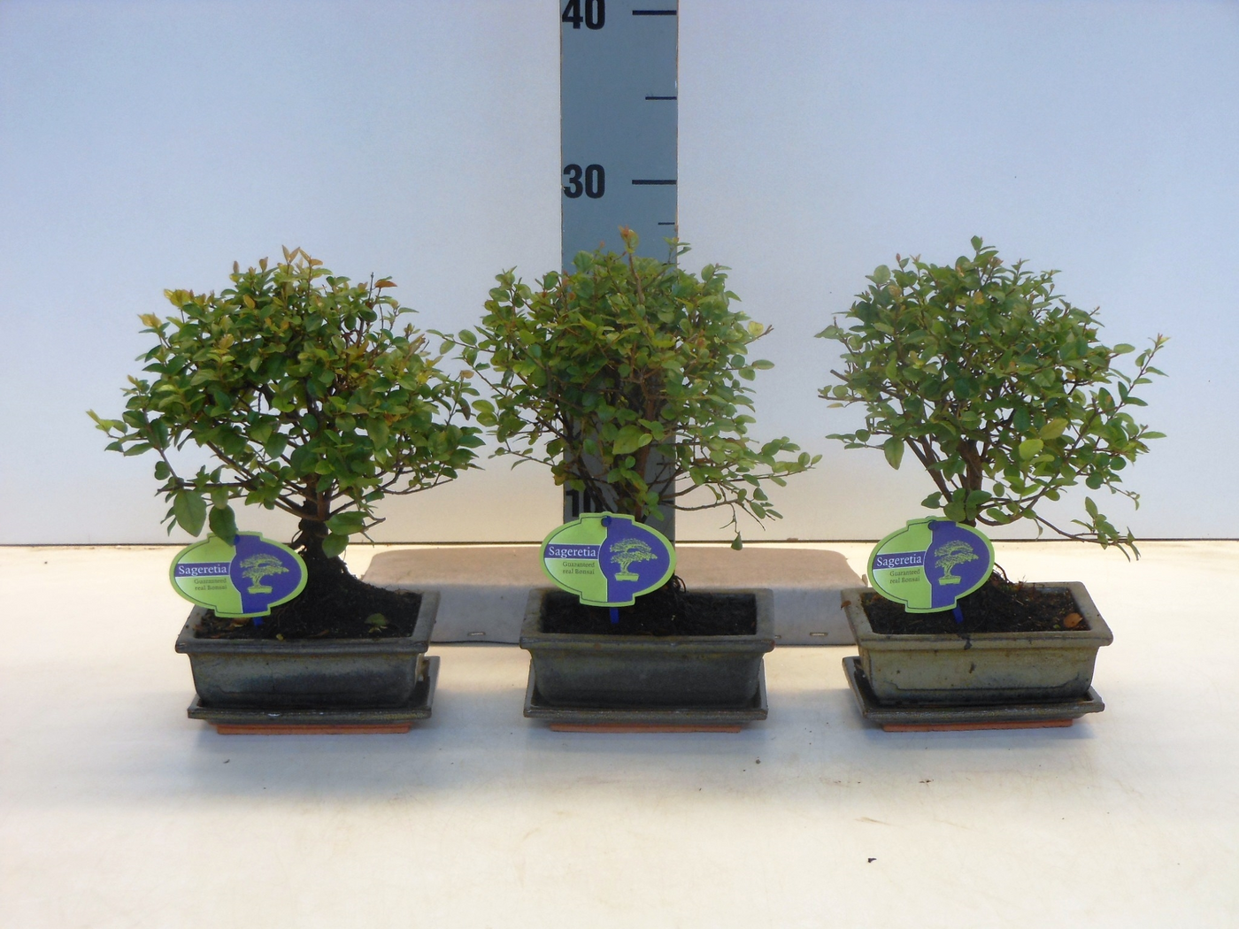 Planta naturala H25cm Sageretia theezans PS15/ in pamant