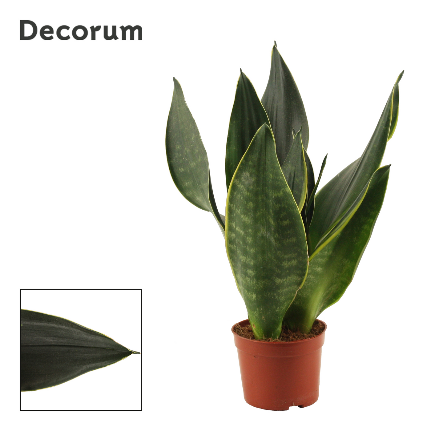 Planta naturala H25cm Sansevieria Black Diamond PS9/ in pamant