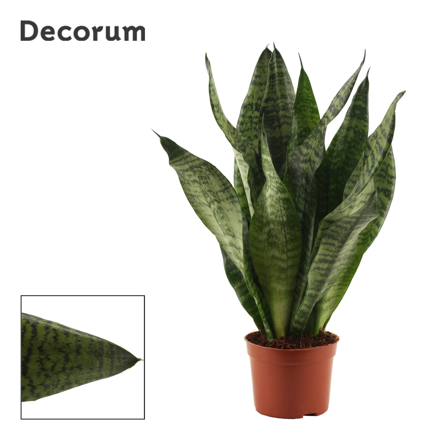 Planta naturala H25cm Sansevieria Super Green PS9/ in pamant