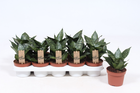 Planta naturala H25cm Sansevieria trifasciata 'Hahnii' PS12/ in pamant