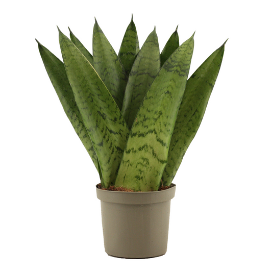 Planta naturala H25cm Sansevieria zeylanica Fan PS9/ in pamant