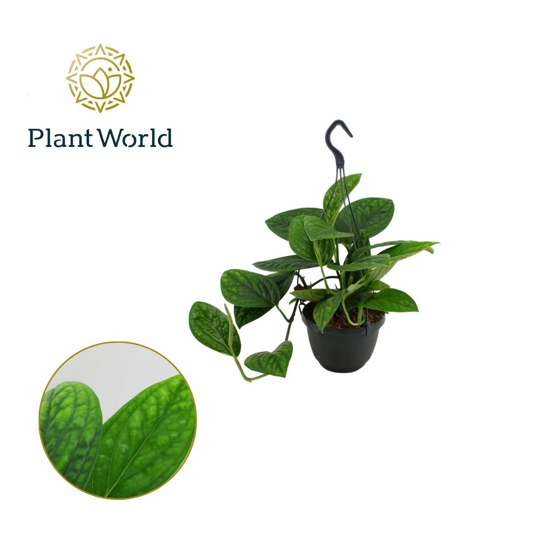 Planta naturala H25cm Scindapsus (Epipremnum) pinnatum 'Marble Planet' PS15/ in pamant