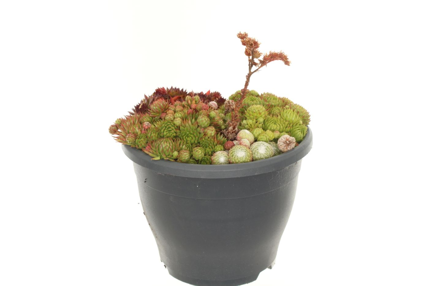 Planta naturala H25cm Sempervivum mix PS23/ in pamant
