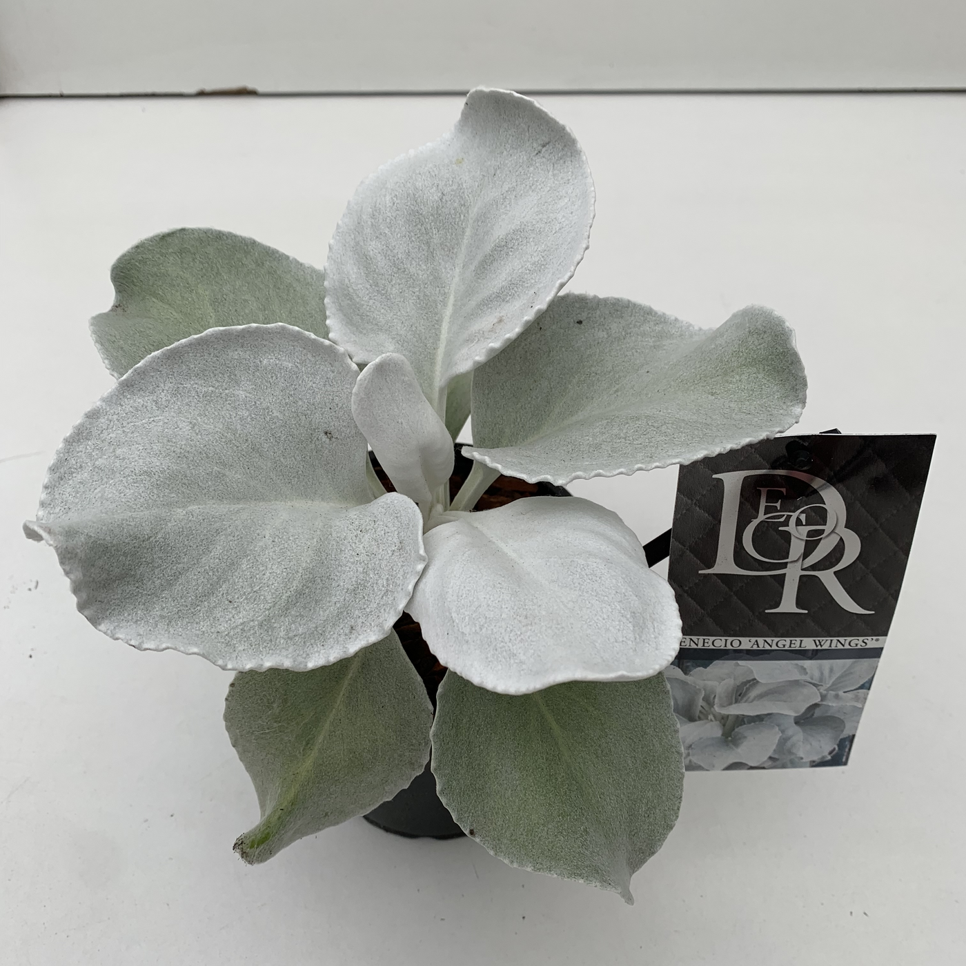 Planta naturala H25cm Senecio candicans 'Angel Wings' PS13/ in pamant