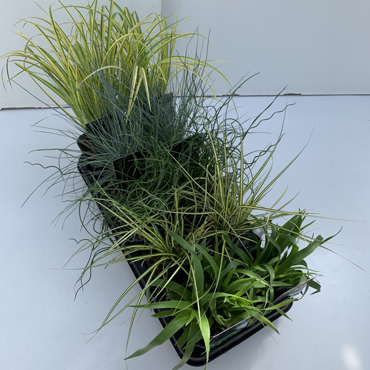 Planta naturala H25cm Siergras mix in tray PS13/ in pamant