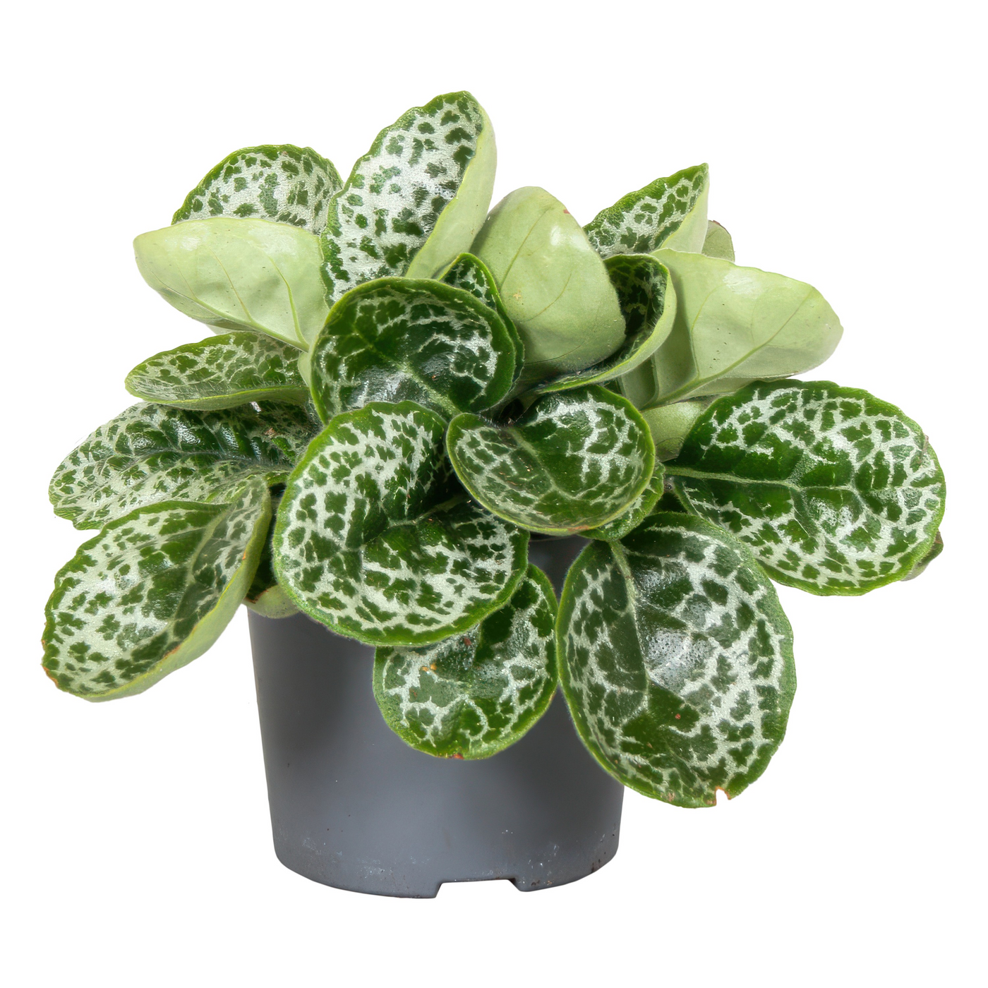 Planta naturala H25cm Streptocarpus Pretty Turtle PS13/ in pamant