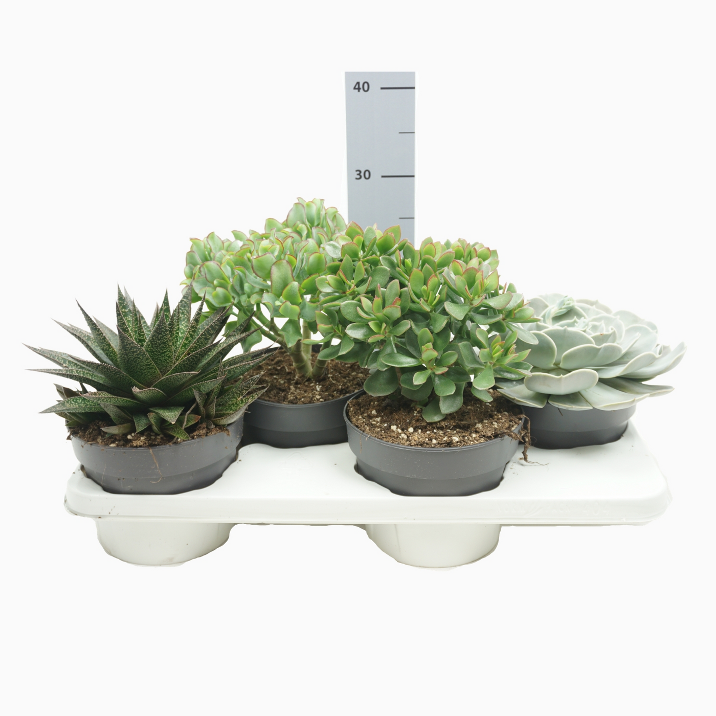 Planta naturala H25cm Succulenten mix PS17/ in pamant