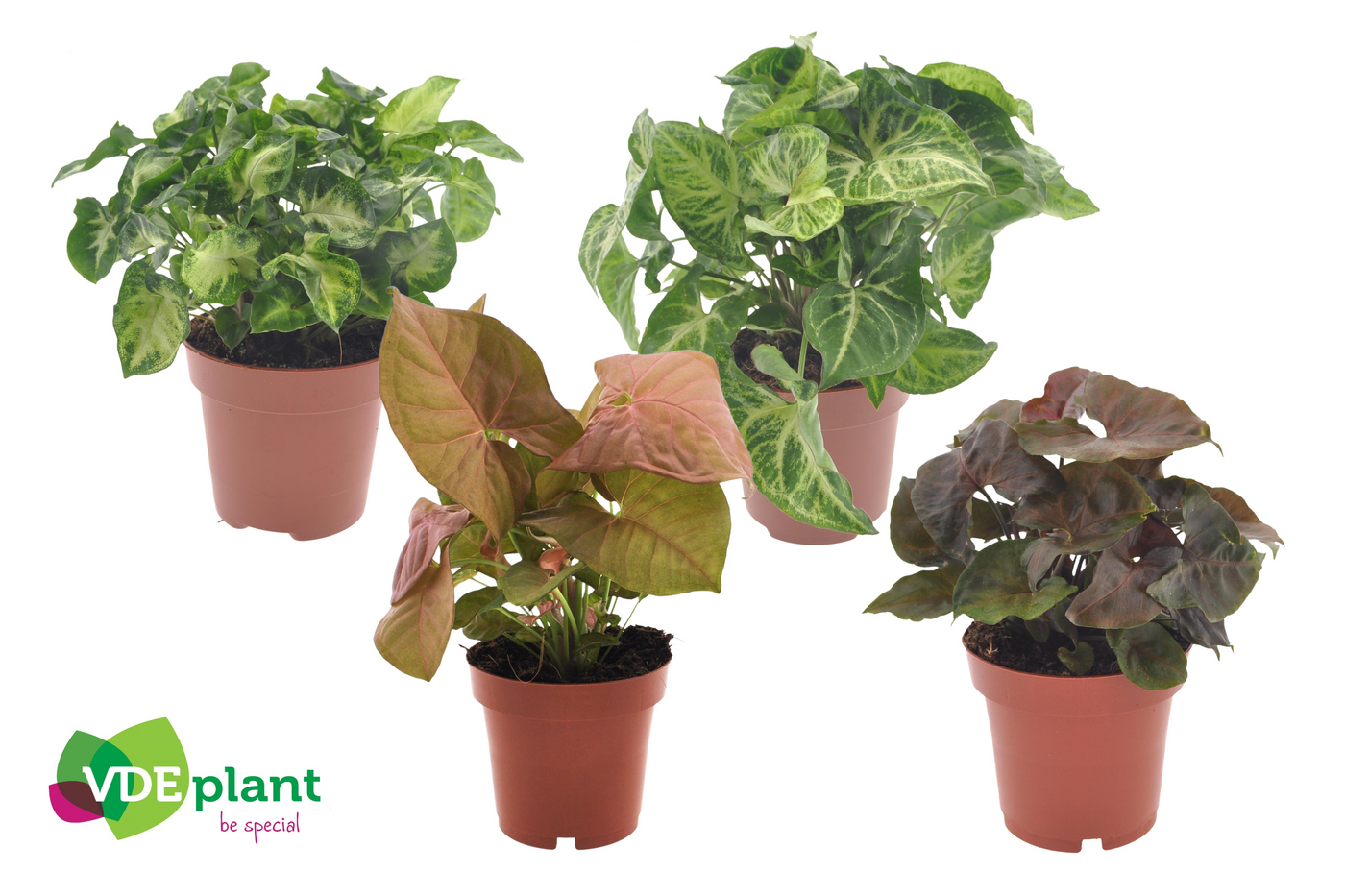 Planta naturala H25cm Syngonium mix PS12/ in pamant