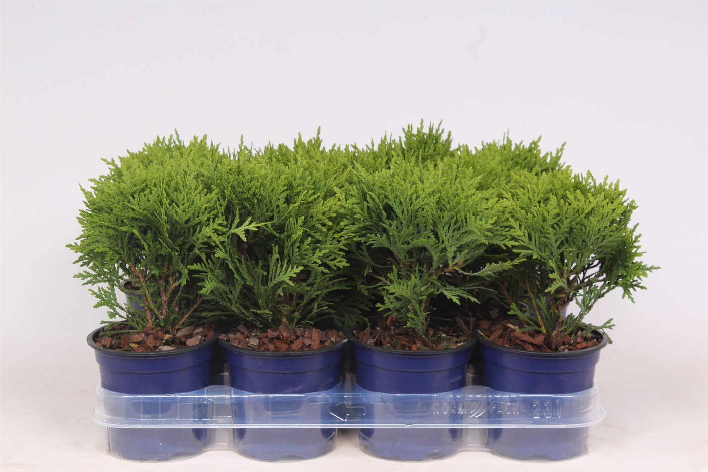 Planta naturala H25cm Thuja occidentalis 'Danica' PS11/ in pamant