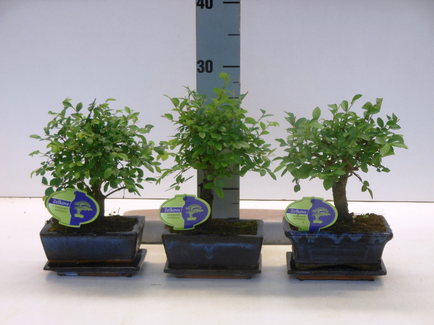 Planta naturala H25cm Zelkova parvifolia PS15/ in pamant