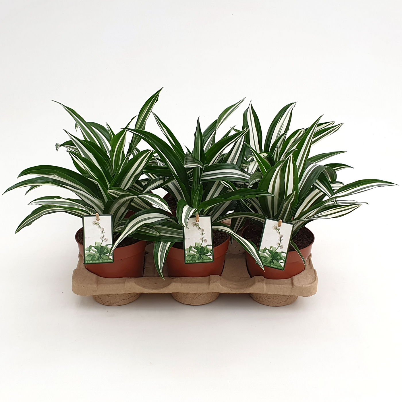 Planta naturala H27cm Dracaena fragrans White Green PS12/ in pamant