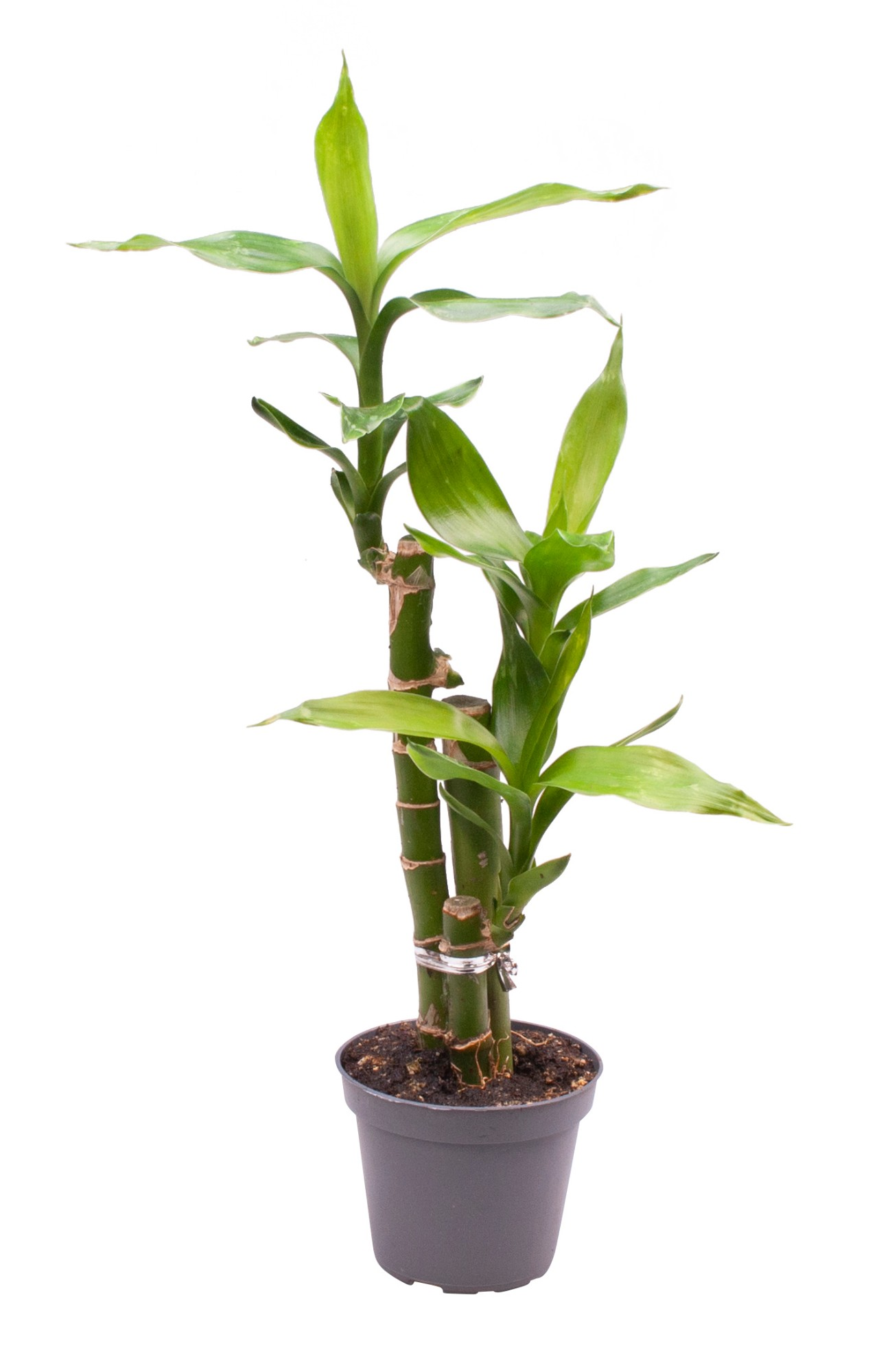 Planta naturala H27cm Dracaena sanderiana Lucky Bamboo PS6/ in pamant