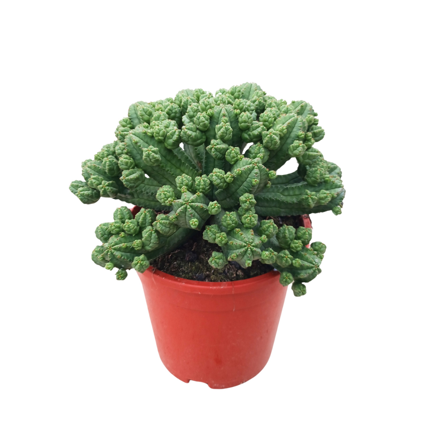 Planta naturala H27cm Euphorbia tubiglans PS17/ in pamant