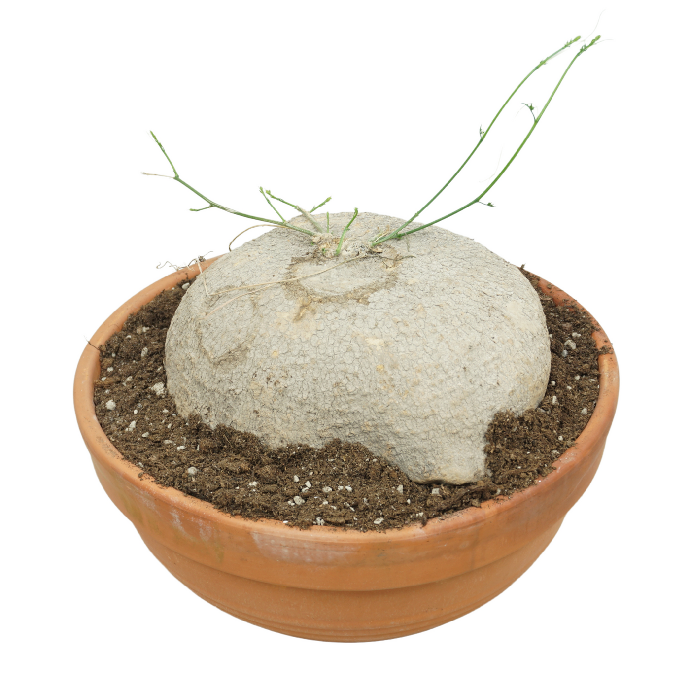 Planta naturala H27cm Ibervillea lindheimeri PS36/ in pamant