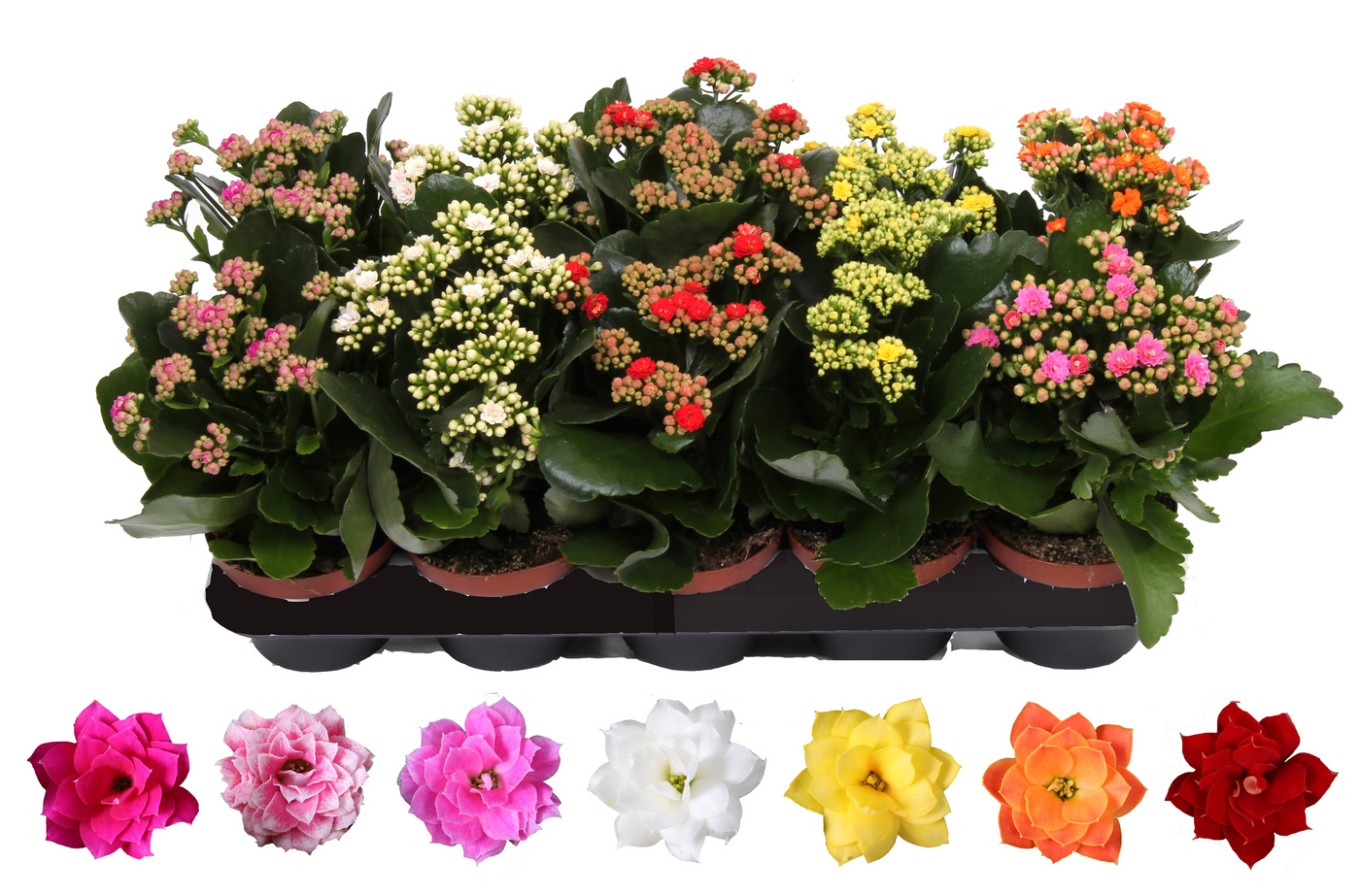 Planta naturala H27cm Kalanchoe mix PS12/ in pamant