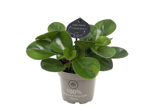 Planta naturala H27cm Peperomia obtusifolia 'Lime' PS12/ in pamant