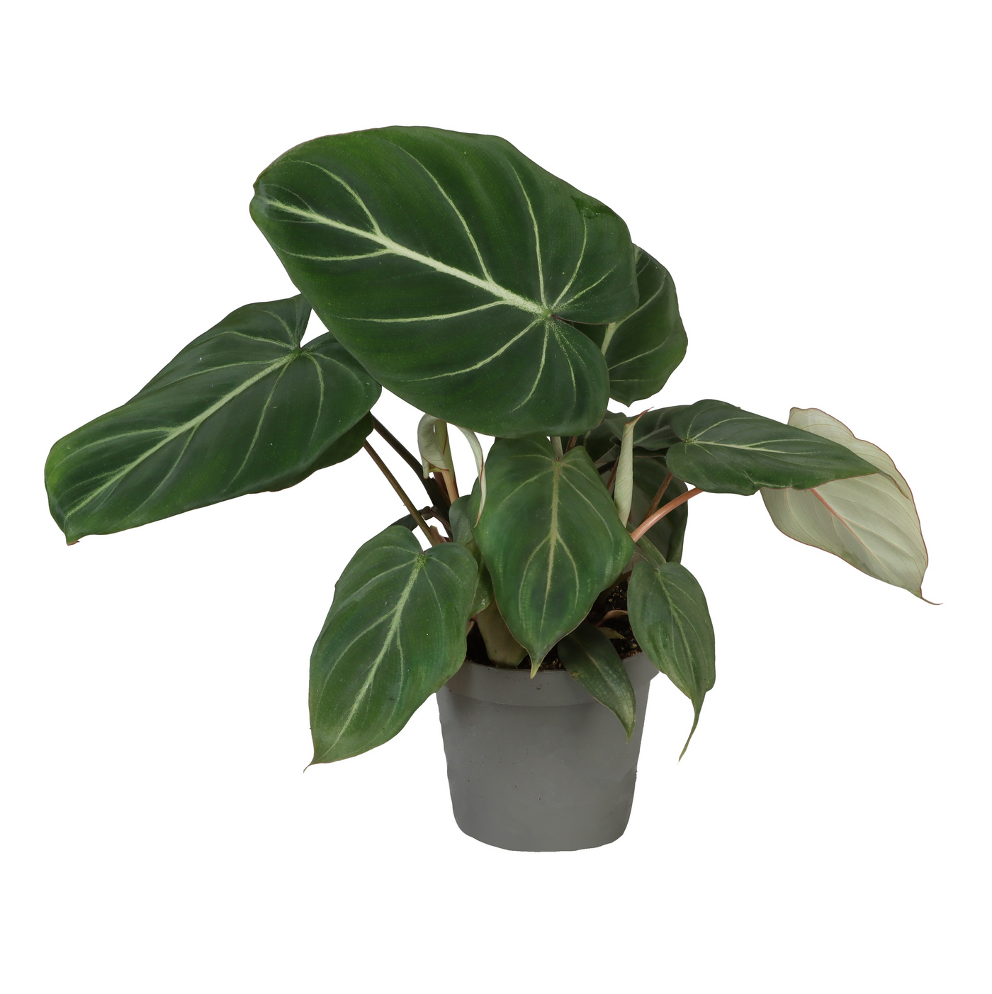 Planta naturala H27cm Philodendron gloriosum PS14/ in pamant