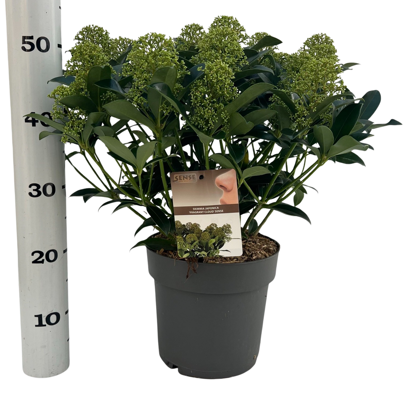 Planta naturala H27cm Skimmia japonica 'Fragrant Cloud' PS23/ in pamant