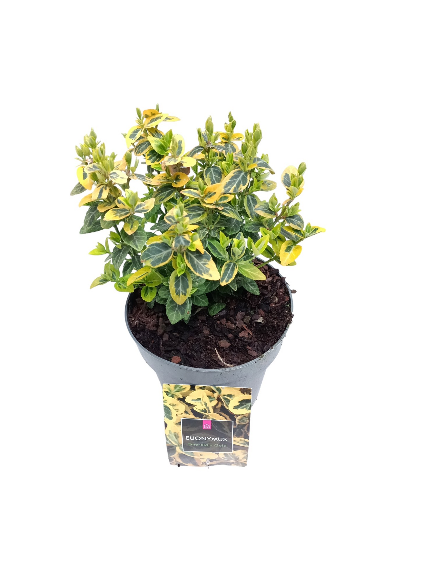 Planta naturala H28cm Euonymus fortunei 'Emerald 'n' Gold' PS15/ in pamant