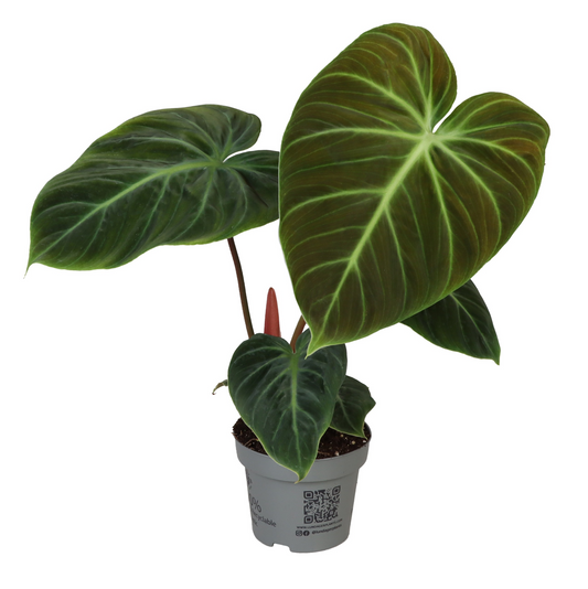 Planta naturala H28cm Philodendron Gloriosium PS12/ in pamant