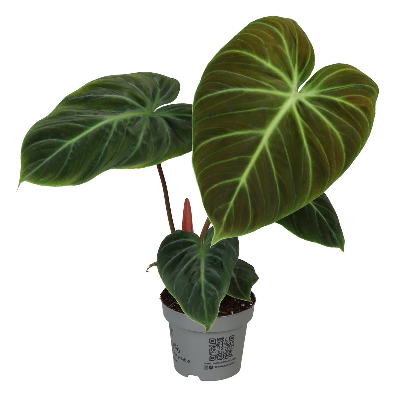 Planta naturala H28cm Philodendron Gloriosium PS12/ in pamant