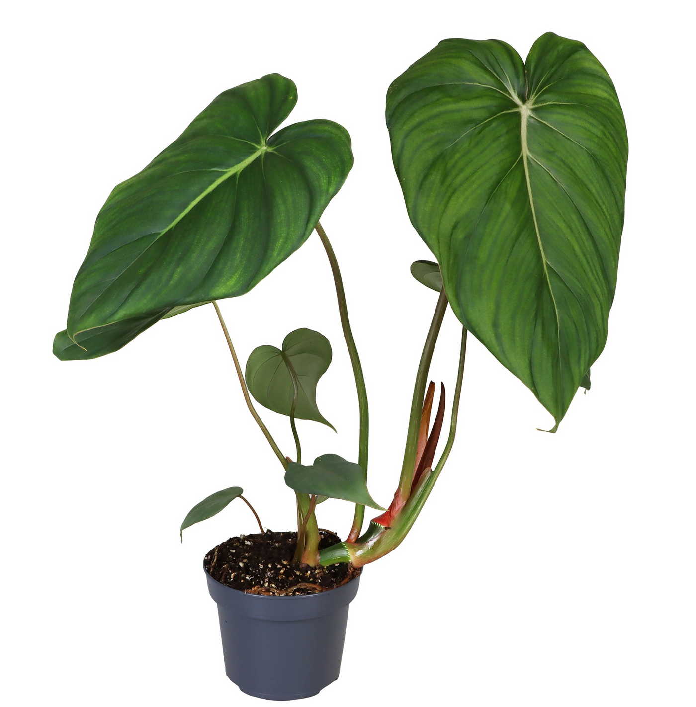 Planta naturala H28cm Philodendron Mc Dowell PS12/ in pamant