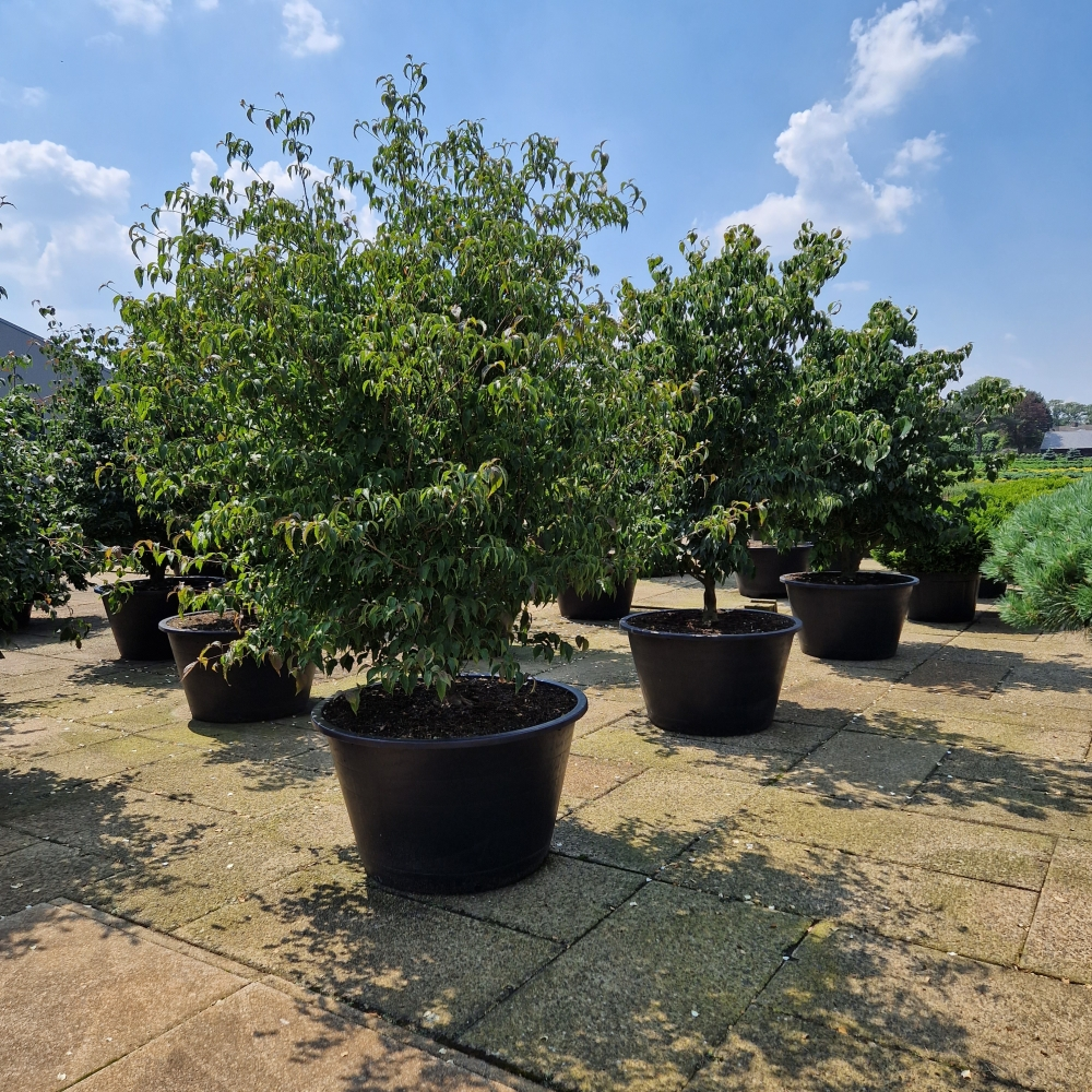 Planta naturala H290cm Cornus kousa var. chinensis PS120/ in pamant