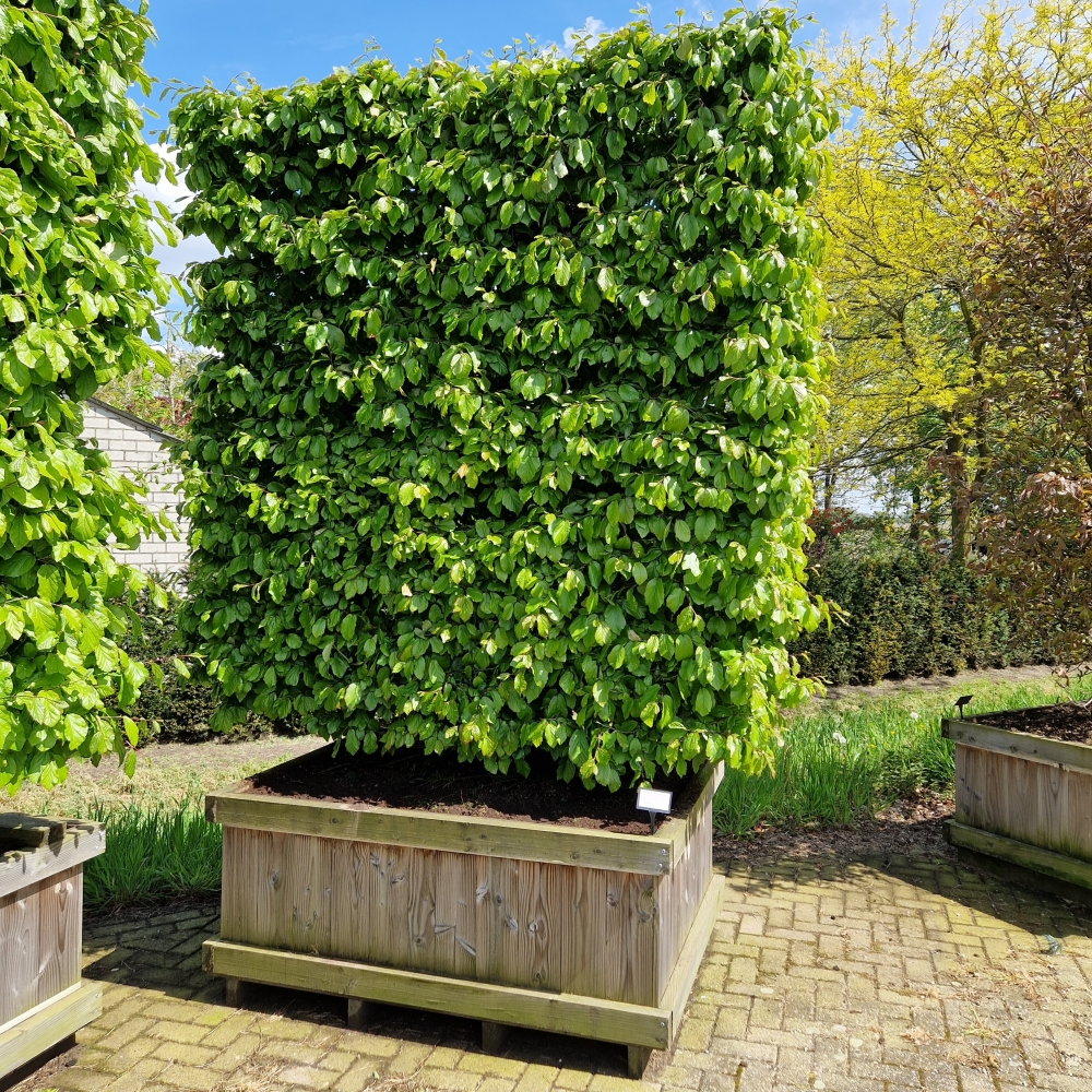 Planta naturala H300cm Parrotia persica Persian Spire PS150/ in pamant