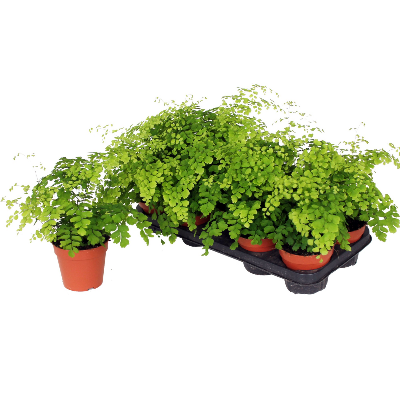 Planta naturala H30cm Adiantum raddianum 'Fragrans' PS12/ in pamant