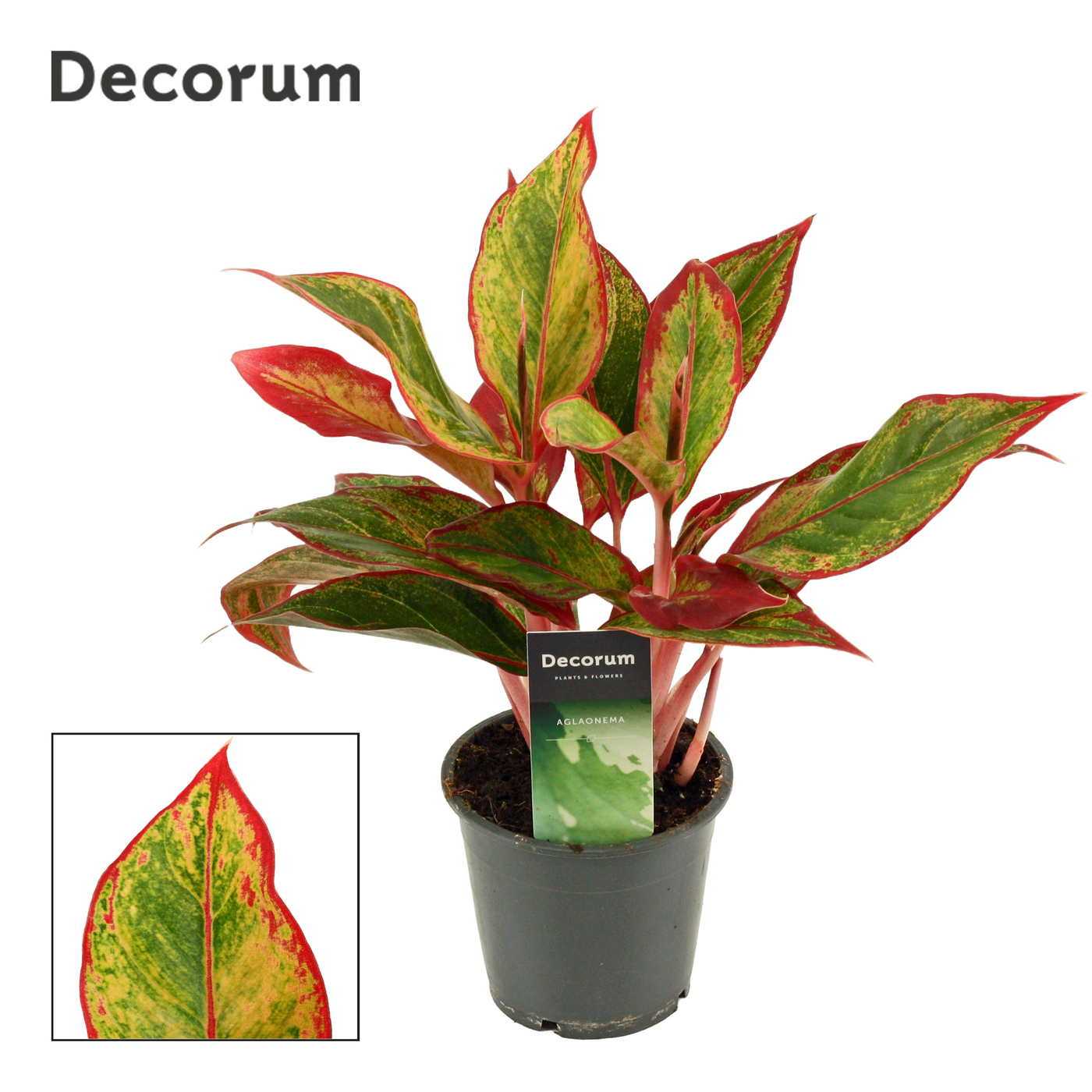 Planta naturala H30cm Aglaonema Red Fire PS12/ in pamant