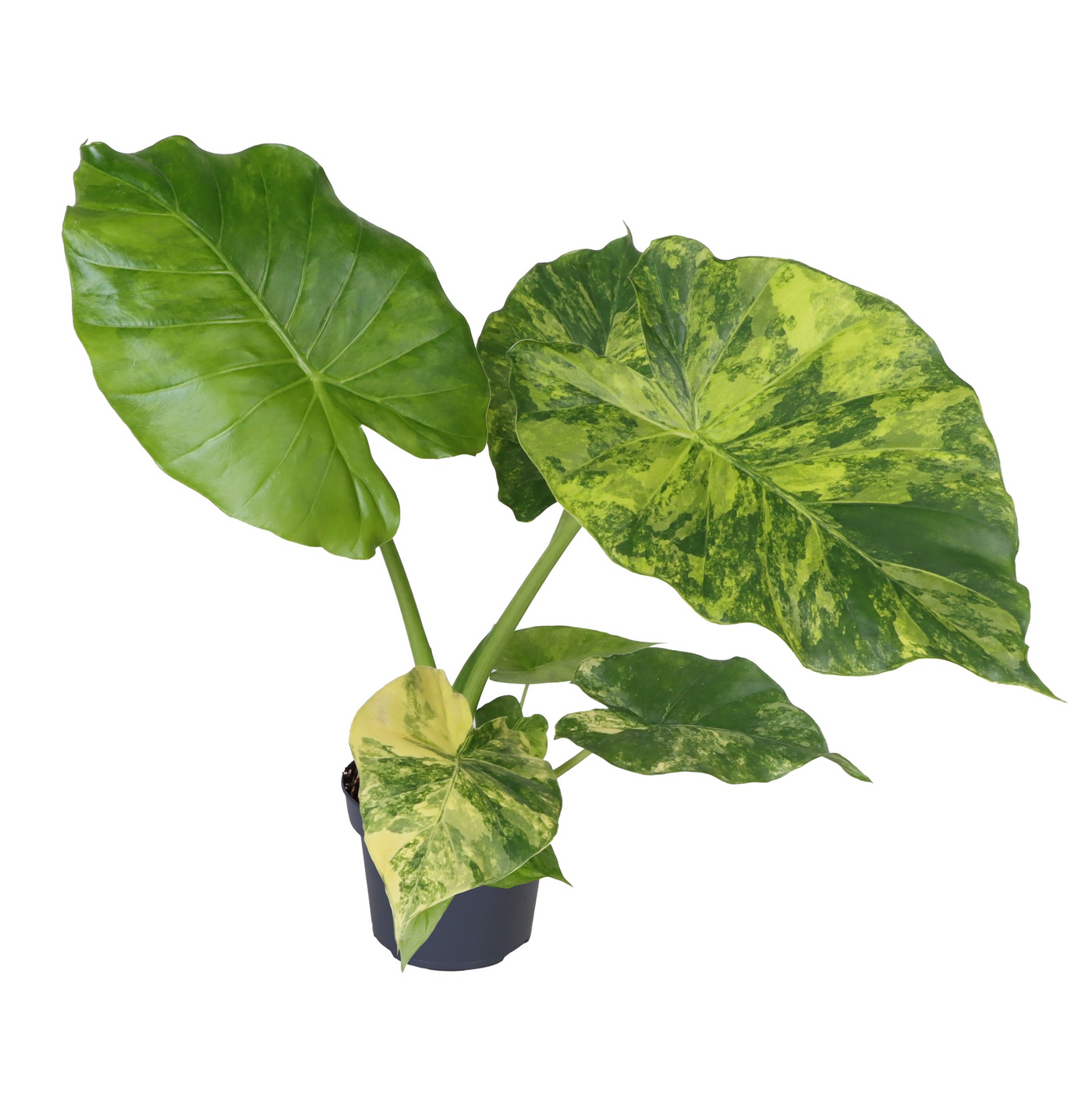 Planta naturala H30cm Alocasia Macrorrhiza Aurea Variegata PS12/ in pamant