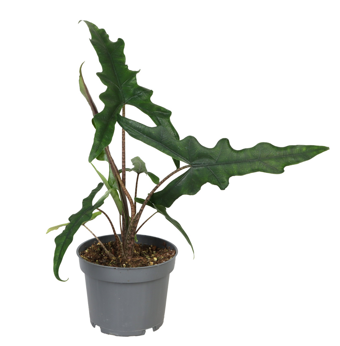 Planta naturala H30cm Alocasia Sulawesi Sabrina Narrow PS12/ in pamant