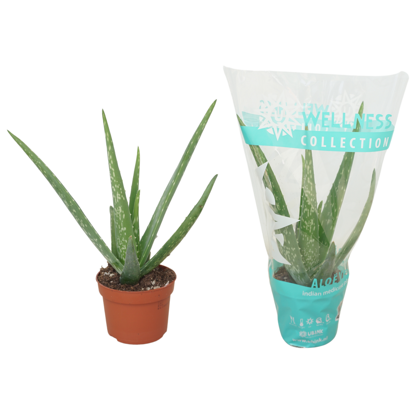 Planta naturala H30cm Aloe vera PS10/ in pamant