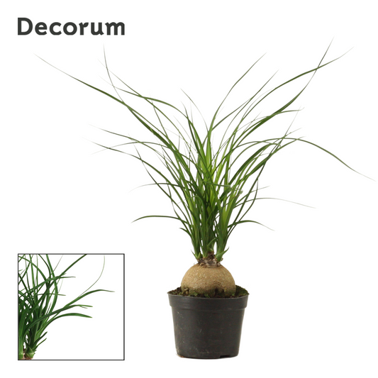 Planta naturala H30cm Beaucarnea recurvata PS9/ in pamant