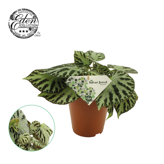 Planta naturala H30cm Begonia blad 'Silver Jewell' PS15/ in pamant