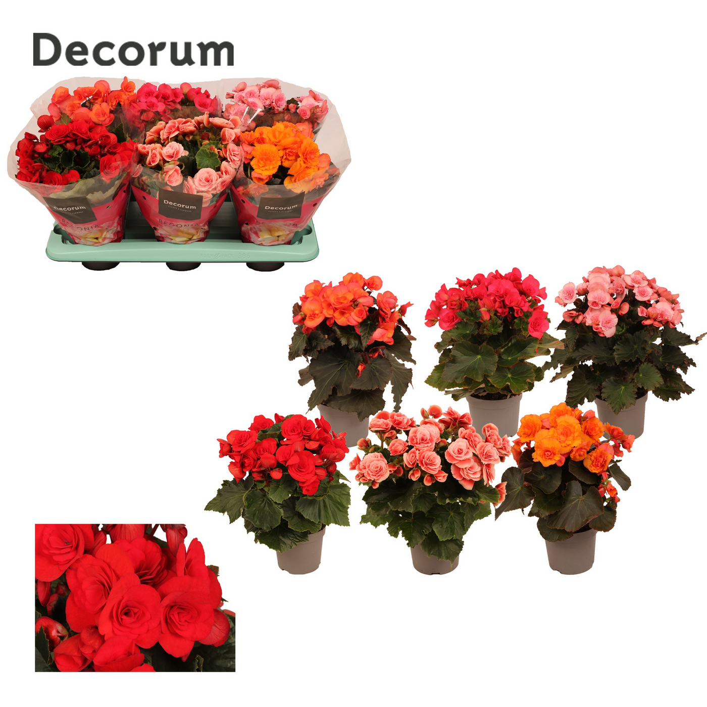 Planta naturala H30cm Begonia (Elatior Grp) dubbelbloemig mix PS13/ in pamant