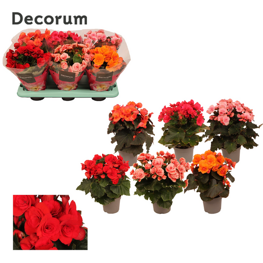 Planta naturala H30cm Begonia (Elatior) sleeve PS13/ in pamant cu flori duble rosii