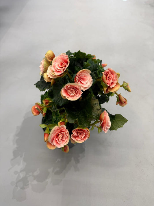 Planta naturala H30cm Begonia (Elatior) sleeve PS13/ in pamant cu flori duble roz