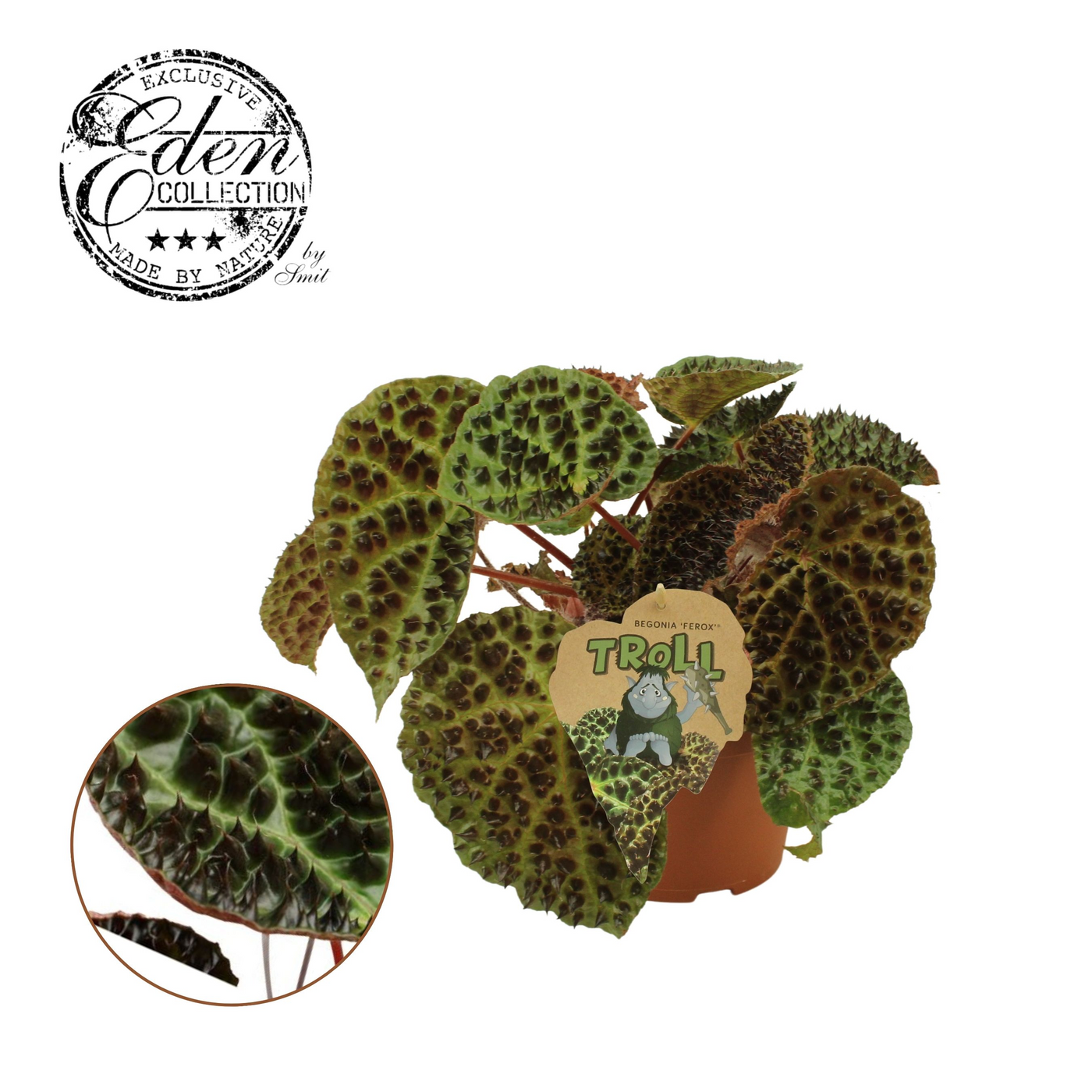 Planta naturala H30cm Begonia rex Ferox PS17/ in pamant