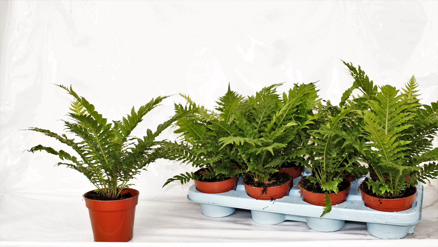 Planta naturala H30cm Blechnum gibbum 'Silver Lady' PS12/ in pamant