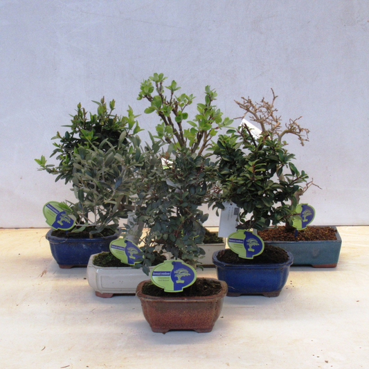 Planta naturala H30cm Bonsai mix outdoor mediterranea PS15/ in pamant