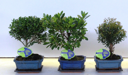 Planta naturala H30cm Bonsai mix outdoor PS15/ in pamant