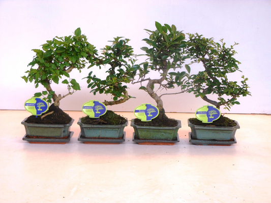 Planta naturala H30cm Bonsai Shape gemengd PS15/ in pamant