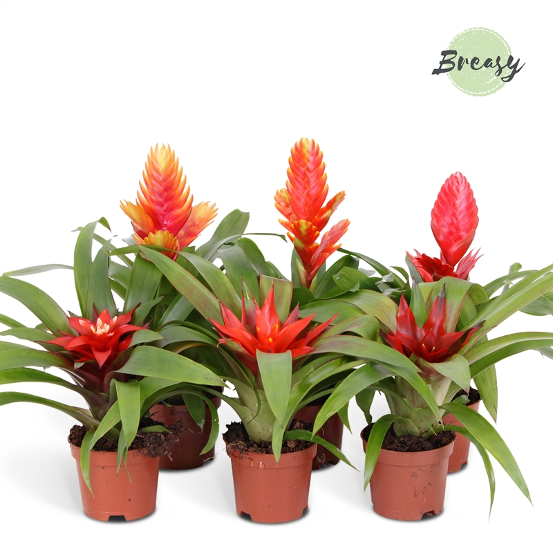 Planta naturala H30cm Bromelia Classic mix PS9/ in pamant