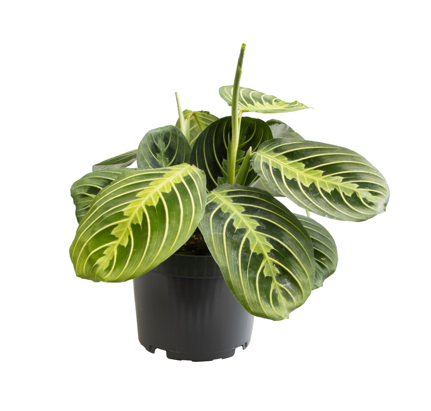 Planta naturala H30cm Calathea Lemon Lime PS12/ in pamant